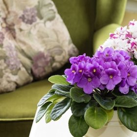 ¿Por qué las violetas no se pueden guardar en casa: lógica o superstición?