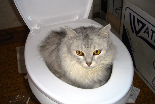котка в тоалетната